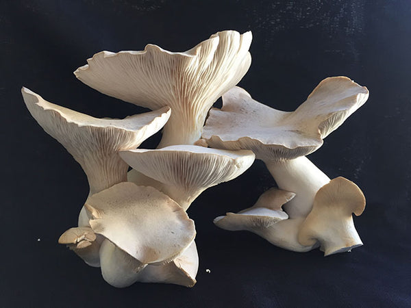 ホンマタカシ / SCANDINAVIAN MUSHROOM White Elf Mushroom (Pleurotus nebrodensis) | themyceliumemporium