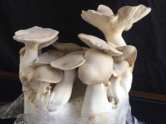 C4 King Oyster Mushrooms
