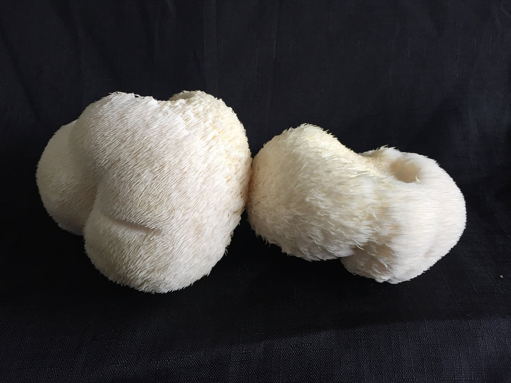 Organic Lions Mane Mushroom Substrate