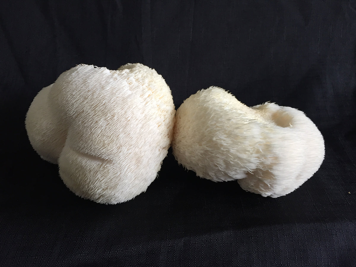Organic Lions Mane Mushroom Substrate