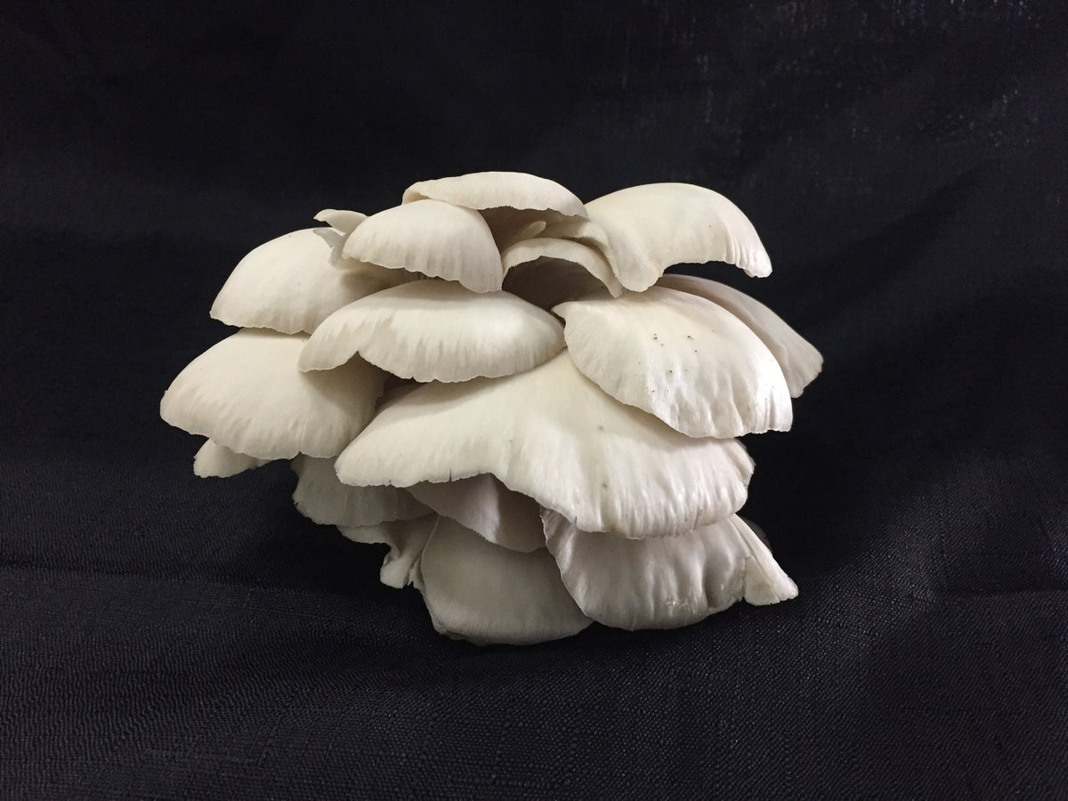 C4 Exotic Oyster Mushrooms
