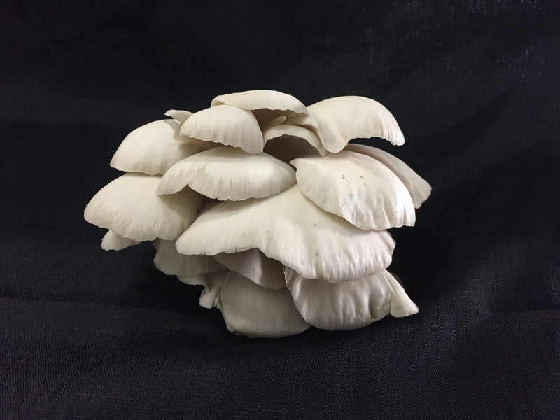 C4 Exotic Oyster Mushrooms