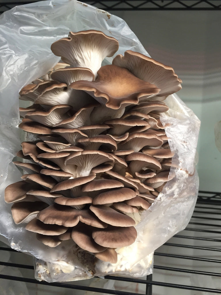 C4 Oyster Mushrooms