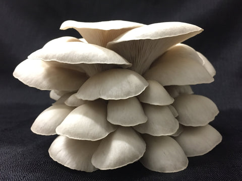 mushroom　0120 White-Mushrooms-1LB-The-
