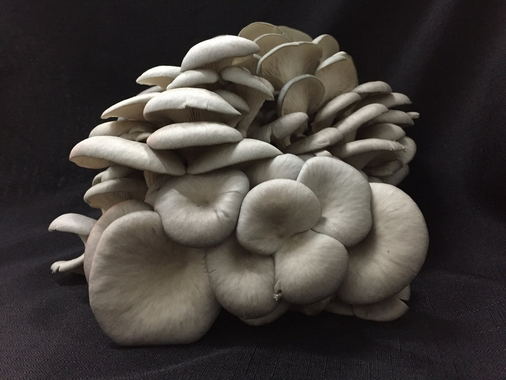C4 Oyster Mushrooms