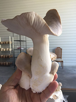 C4 King Oyster Mushrooms | C4Mushrooms